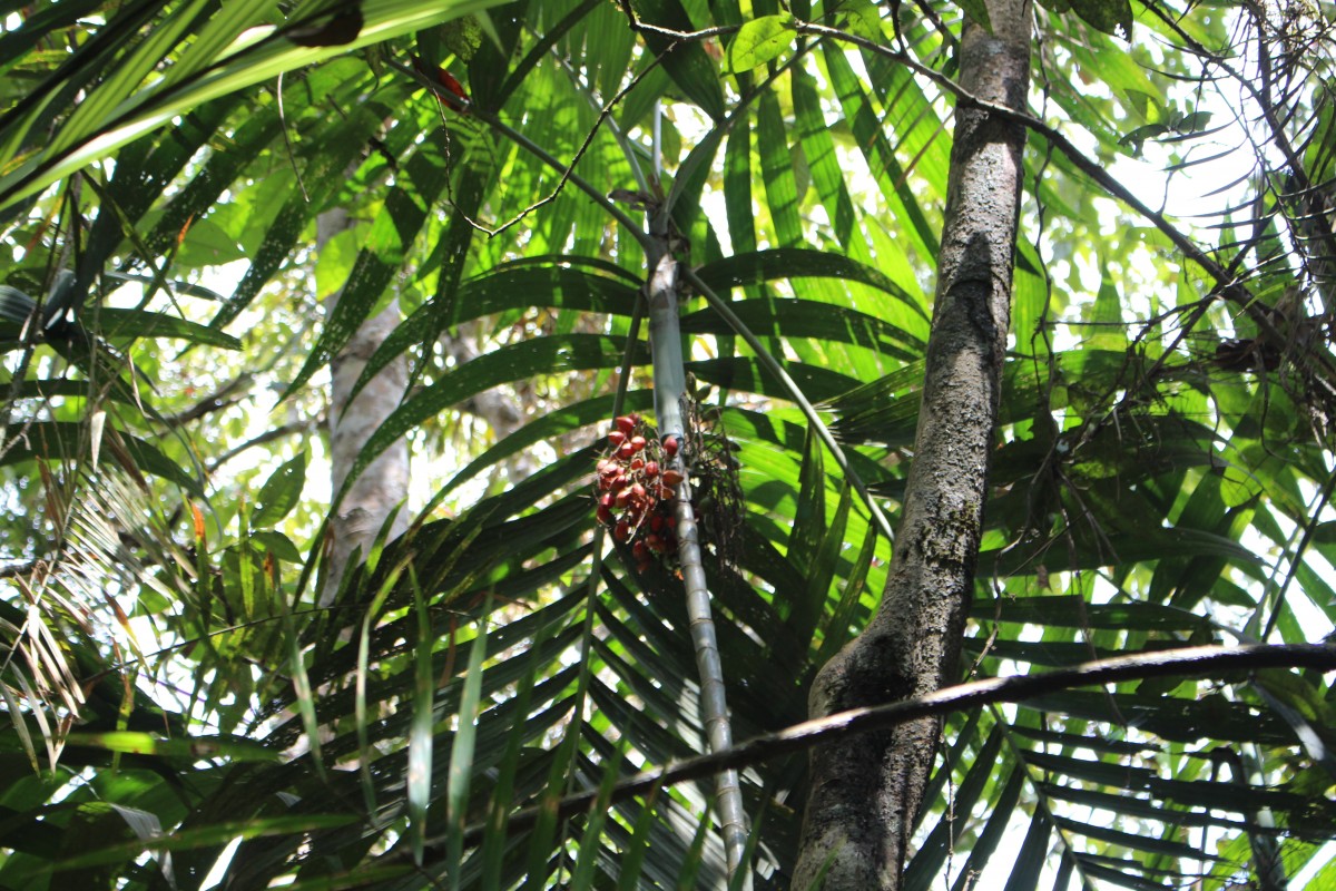 Areca concinna Thwaites